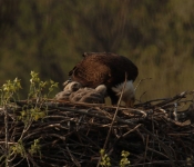 2018 05 05 StPaulEagles 05